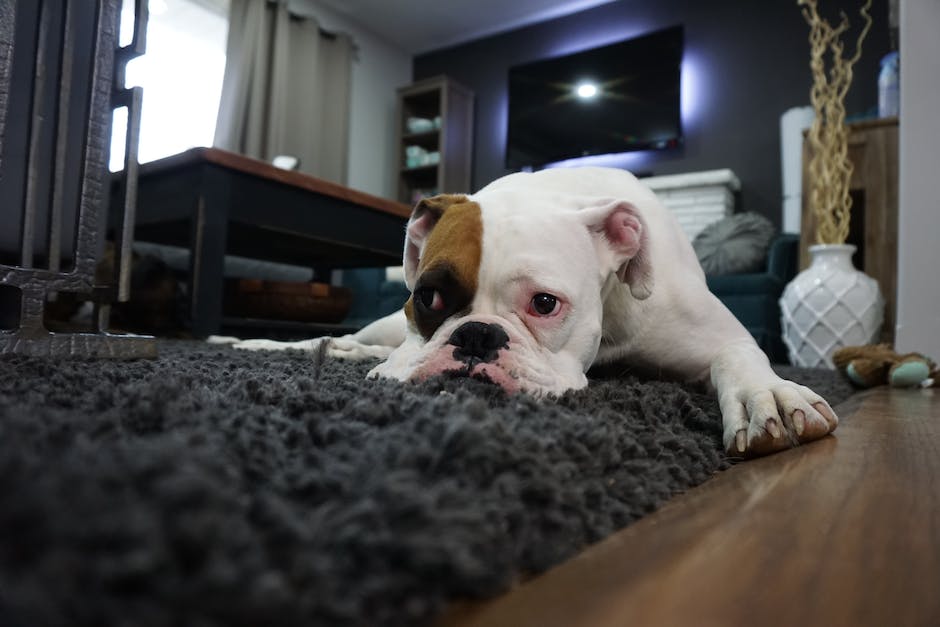 Paws and Paradise: Elements of a Pet-Friendly Rental